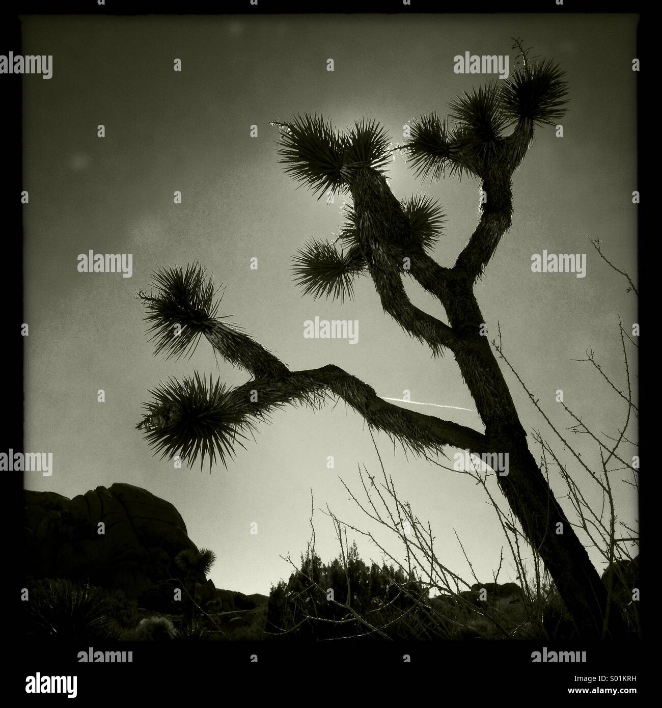 Ein Joshua Baum wächst im Joshua Tree National Park, Kalifornien. Stockfoto