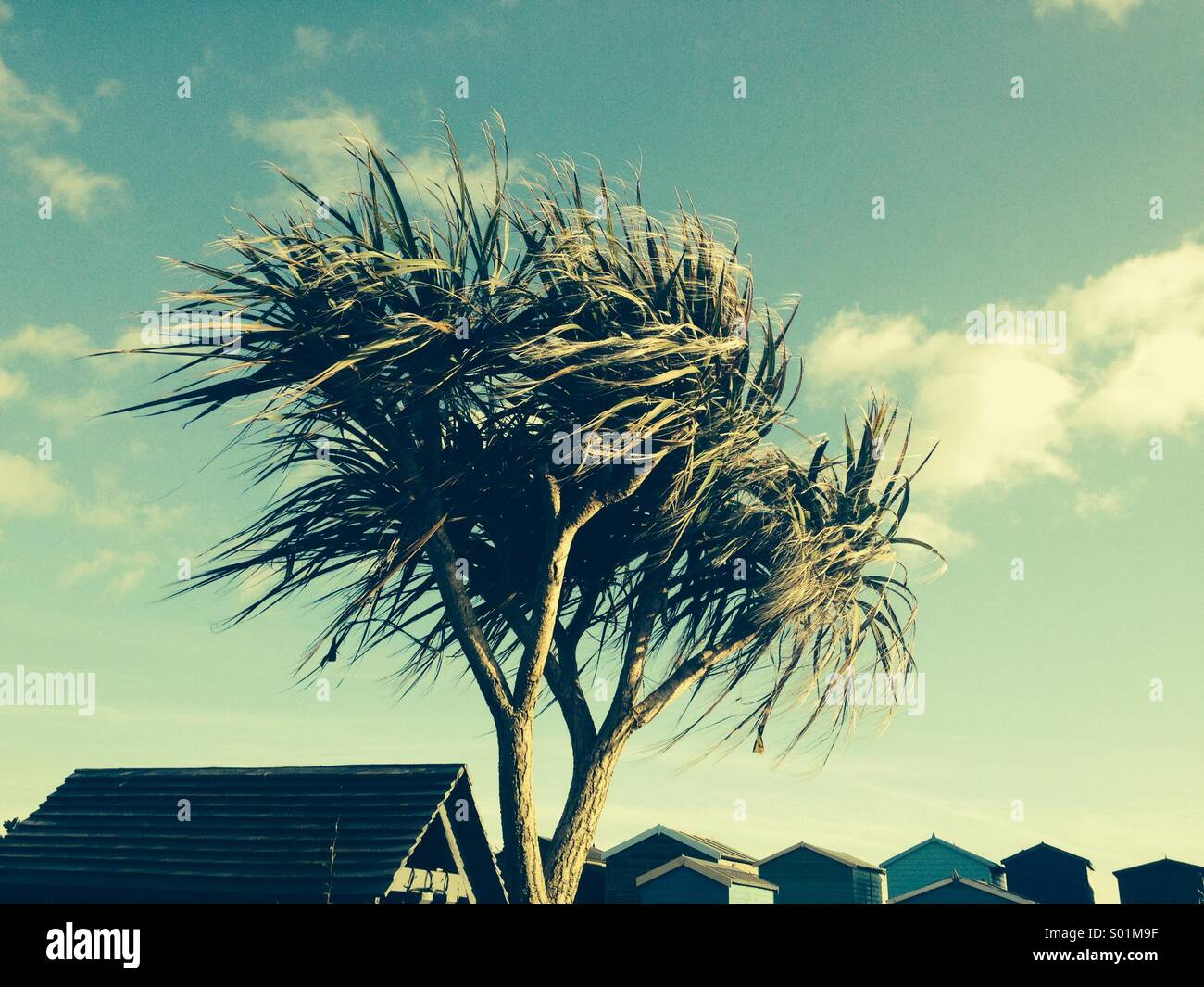 Palme gegen blauen Himmel Ferring Worthing UK Stockfoto