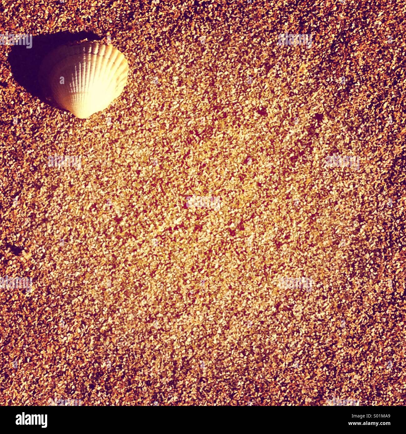 Schale auf dem sand Stockfoto