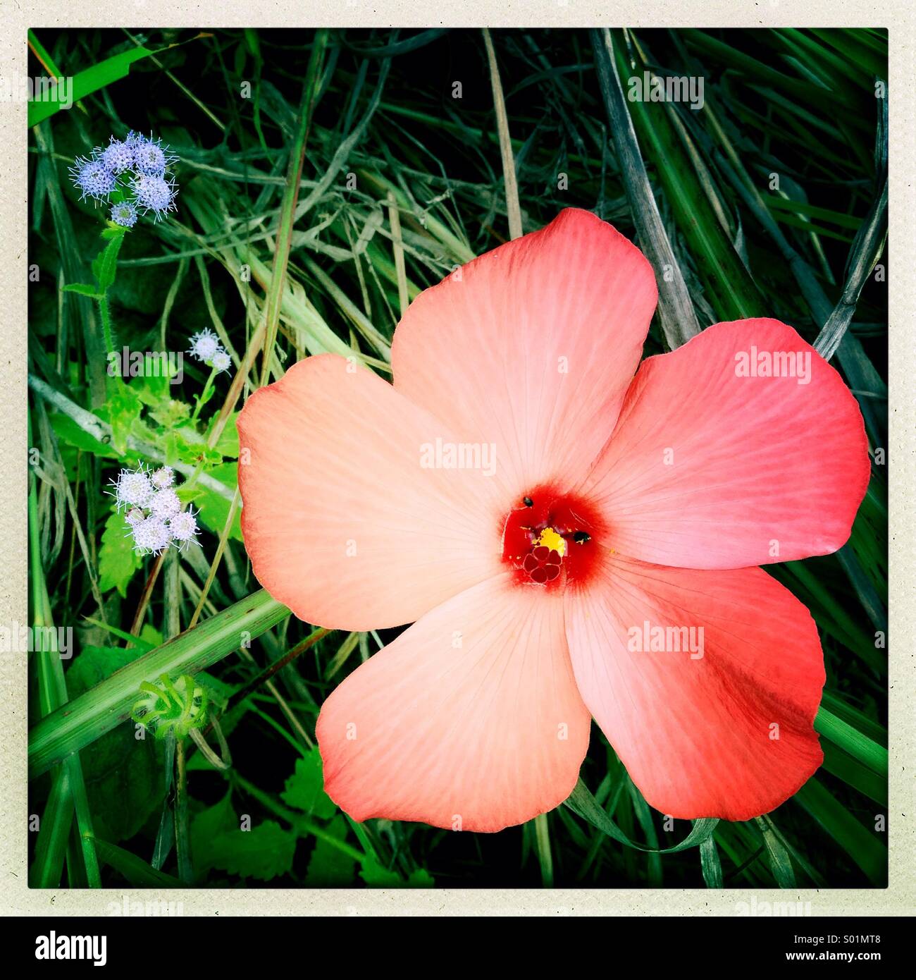 Bush-Land-Blume Stockfoto