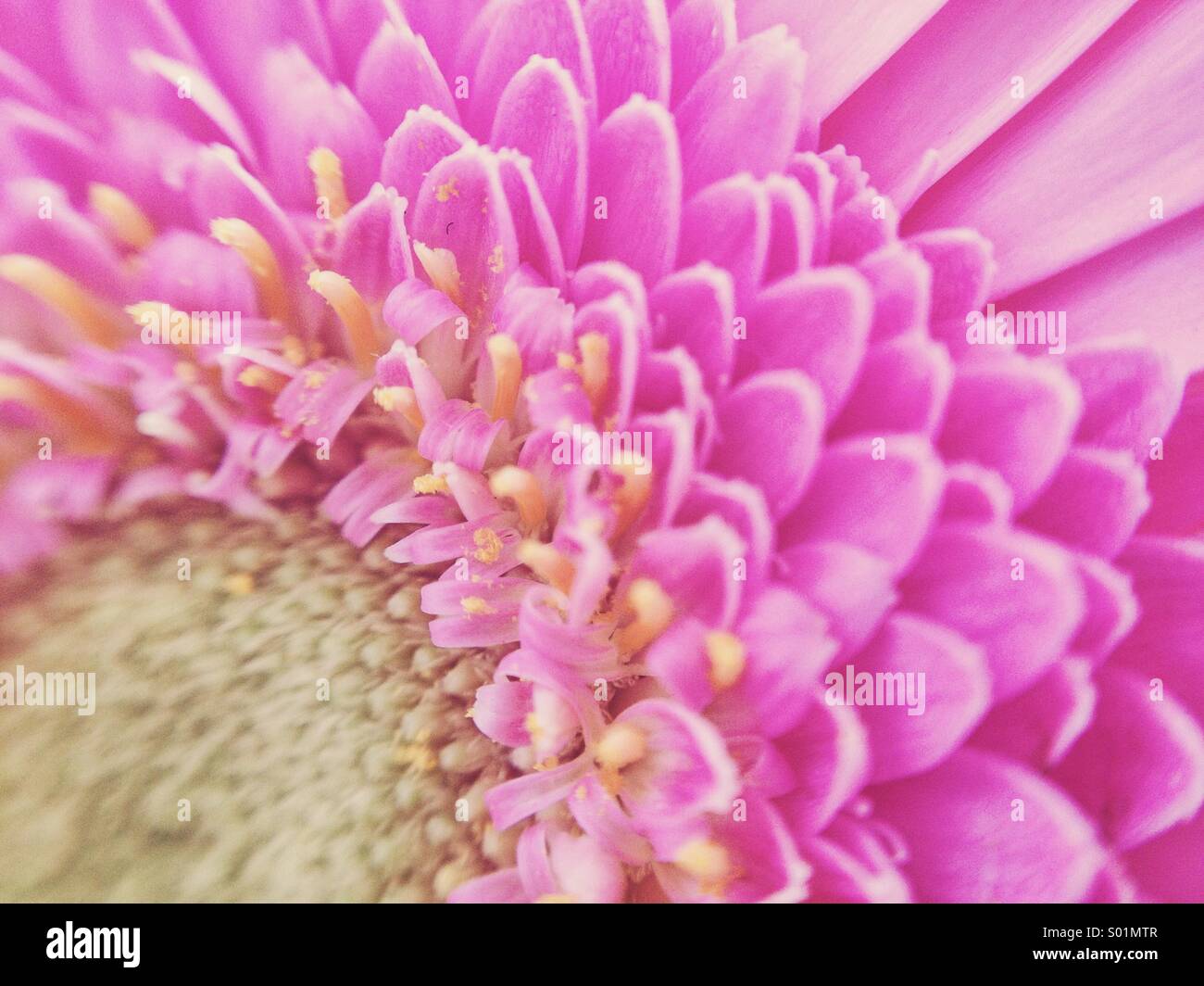 Strahlende Blume Stockfoto