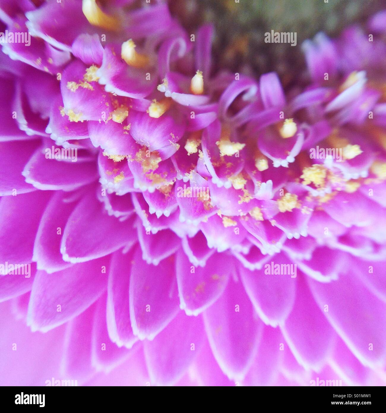 Strahlende Orchidee - Smartphone-aufgenommenes Stockfoto