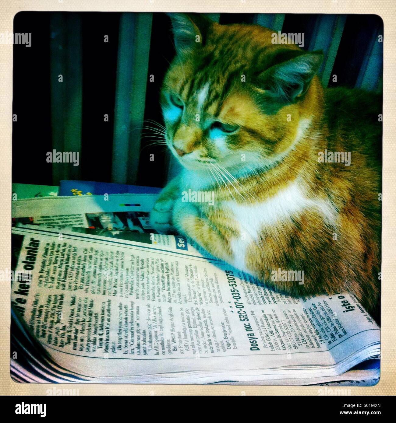 Katze lesen Zeitung Stockfoto