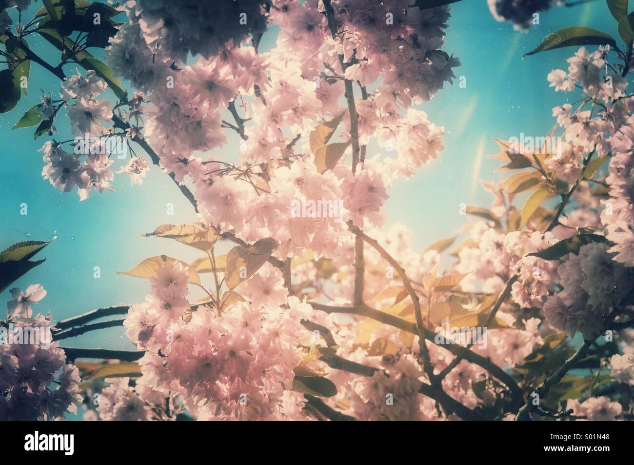 Kirschbaum blüht im Frühling mit einer nostalgischen Atmosphäre Stockfoto