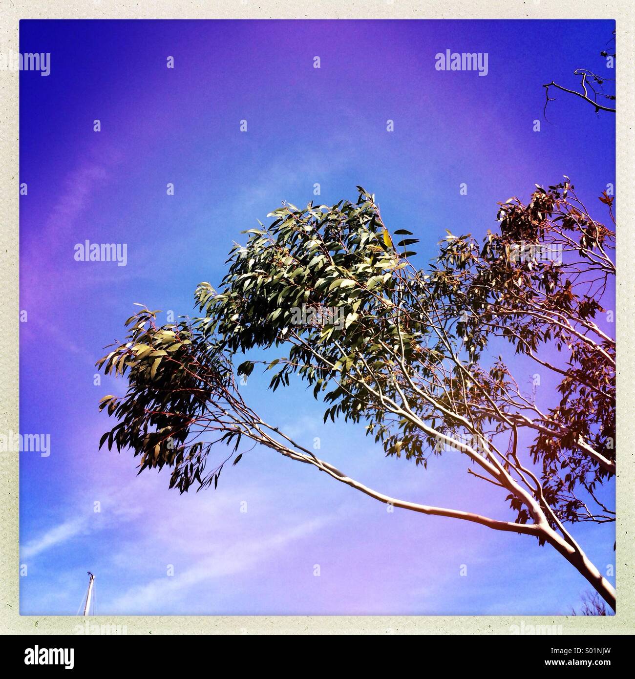 Eukalyptus-Baum im Wind gegen einen bunten blauen Himmel gezeigt Stockfoto