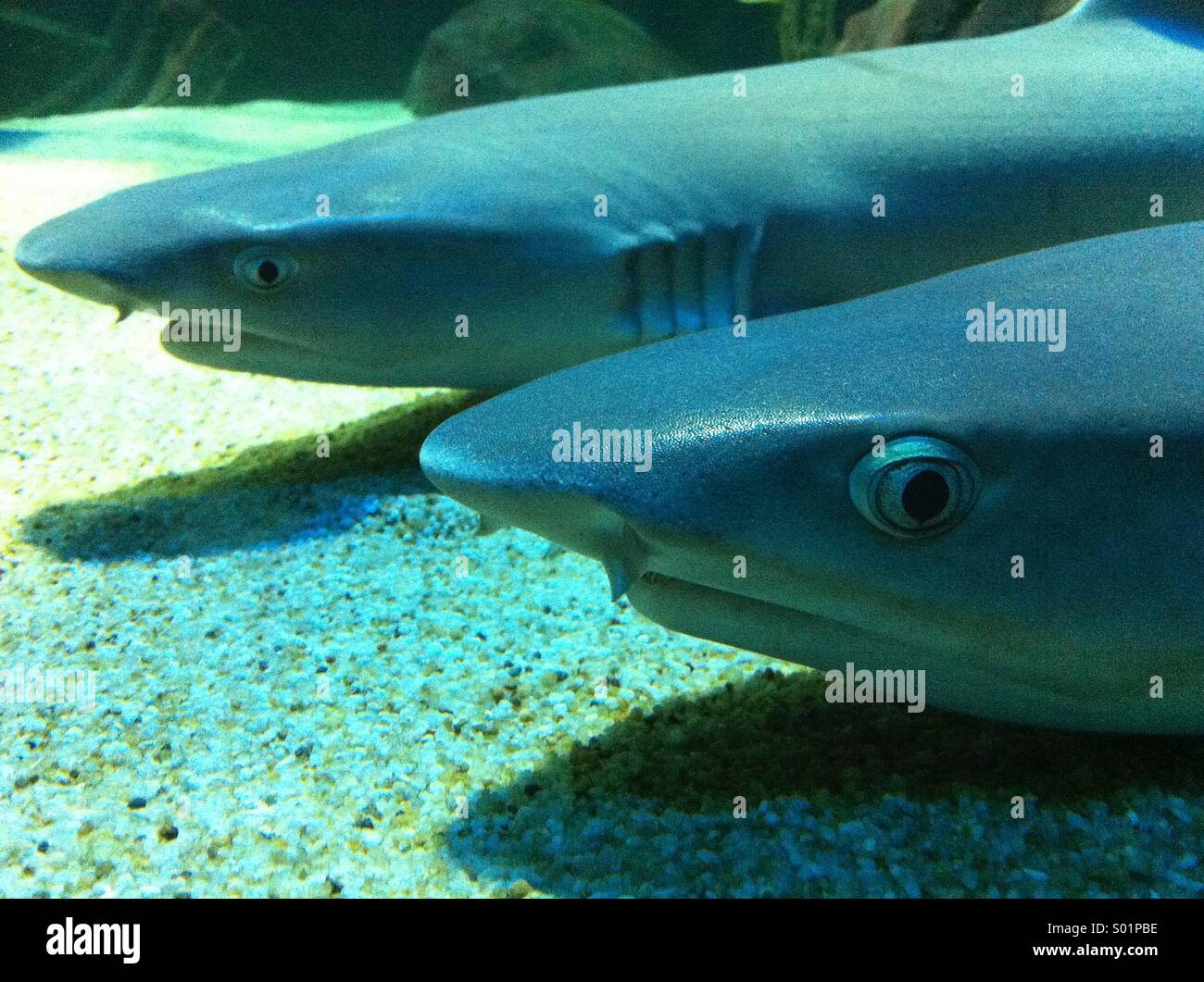 Zwei Riff-Haie ruhen unter dem Meeresaquarium. Stockfoto