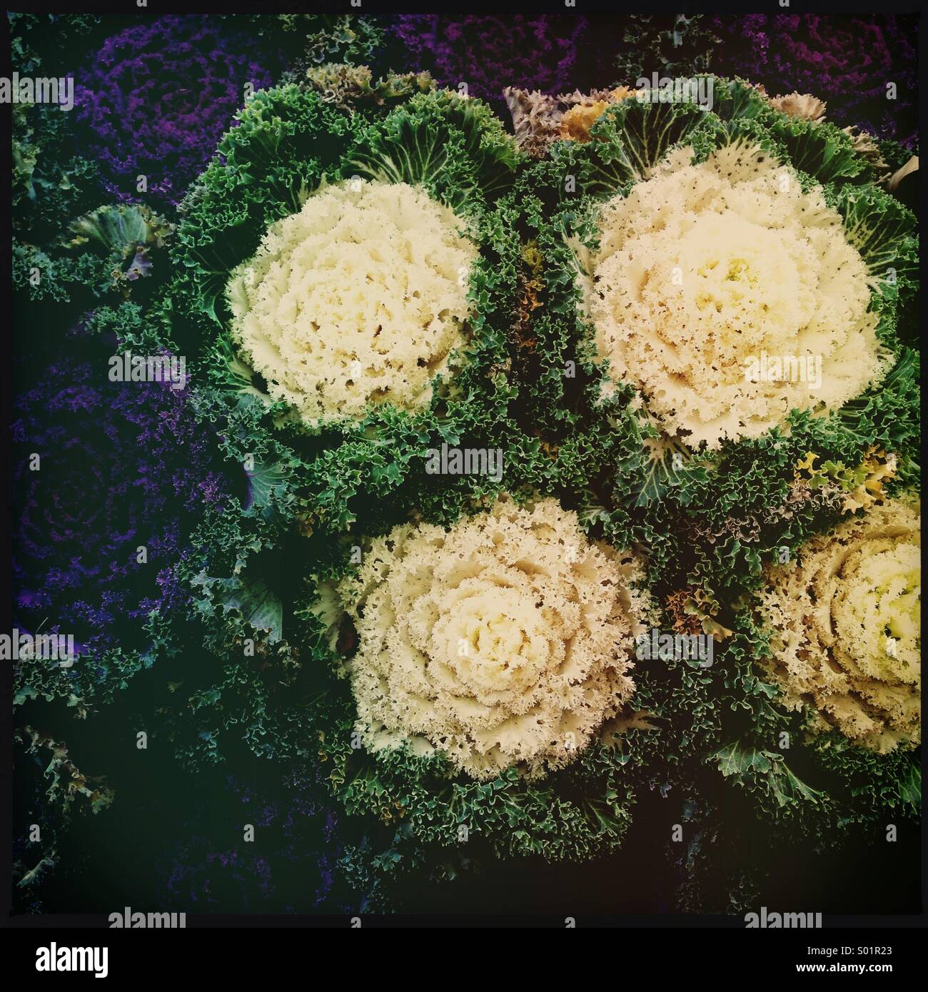 Blaue und weiße Kohl Stockfoto