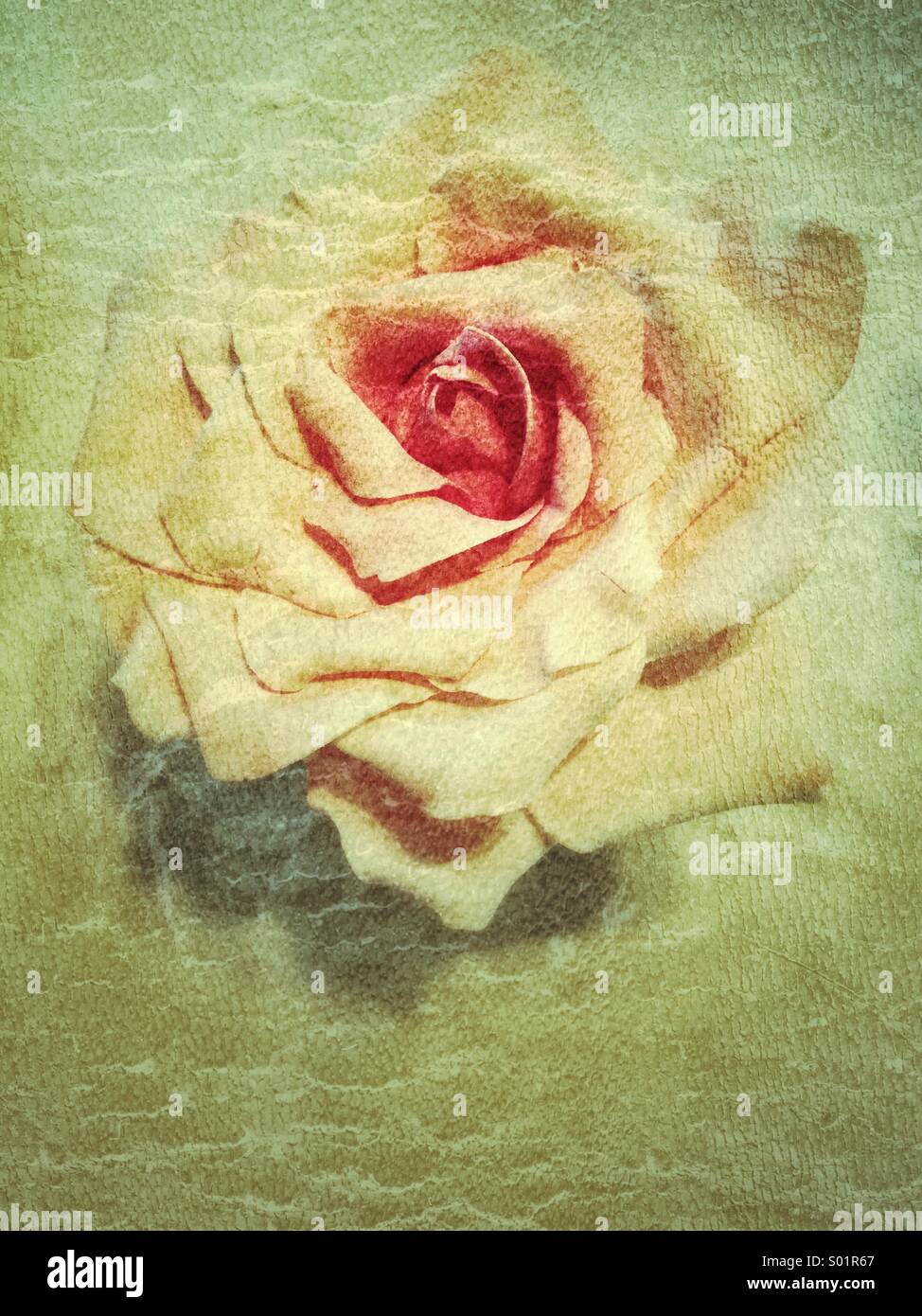 Rosenblüten, vintage Stockfoto