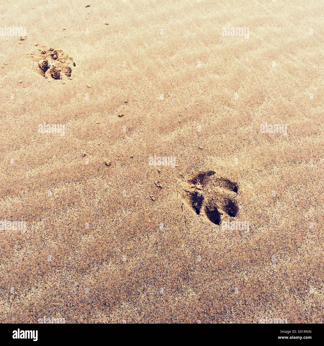 Hund Pfotenabdrücke im sand Stockfoto