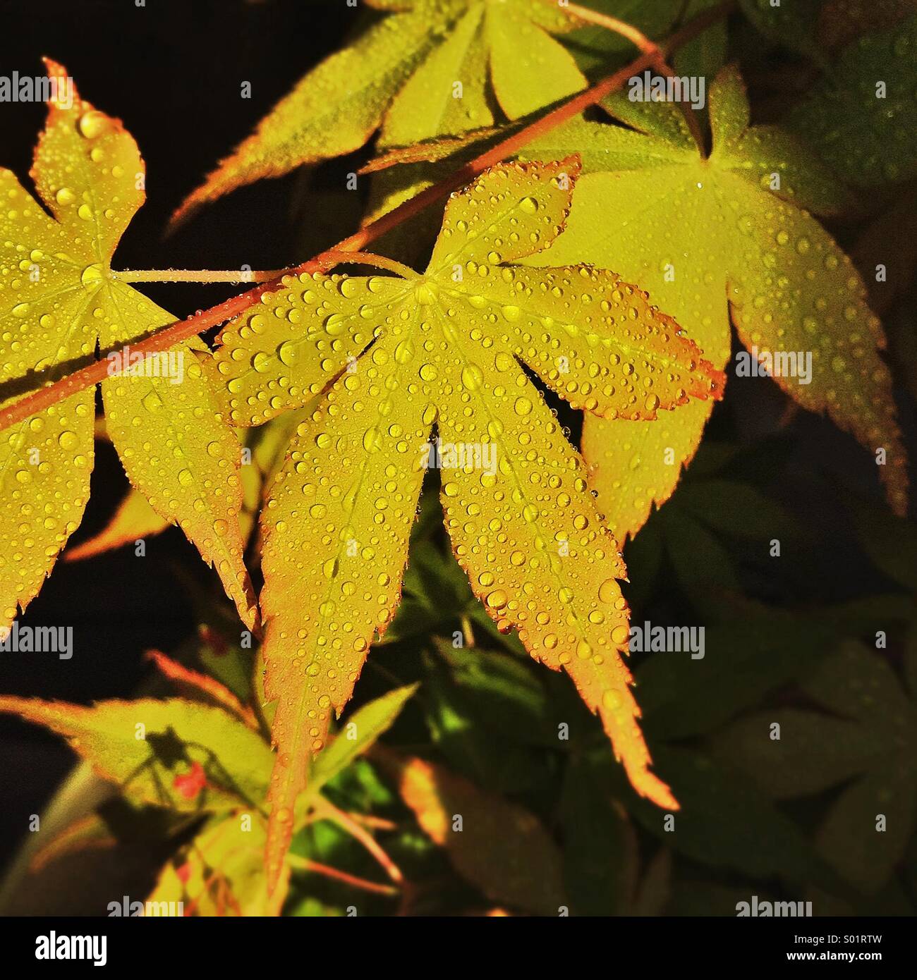 Japanischer Ahorn nasses Laub. Acer Japonicum Blatt. Stockfoto