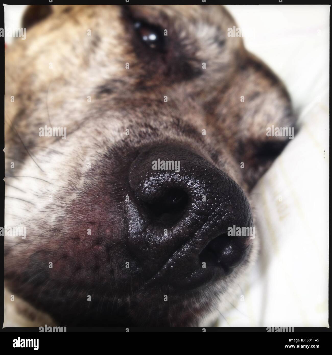 Hund Nase Stockfoto