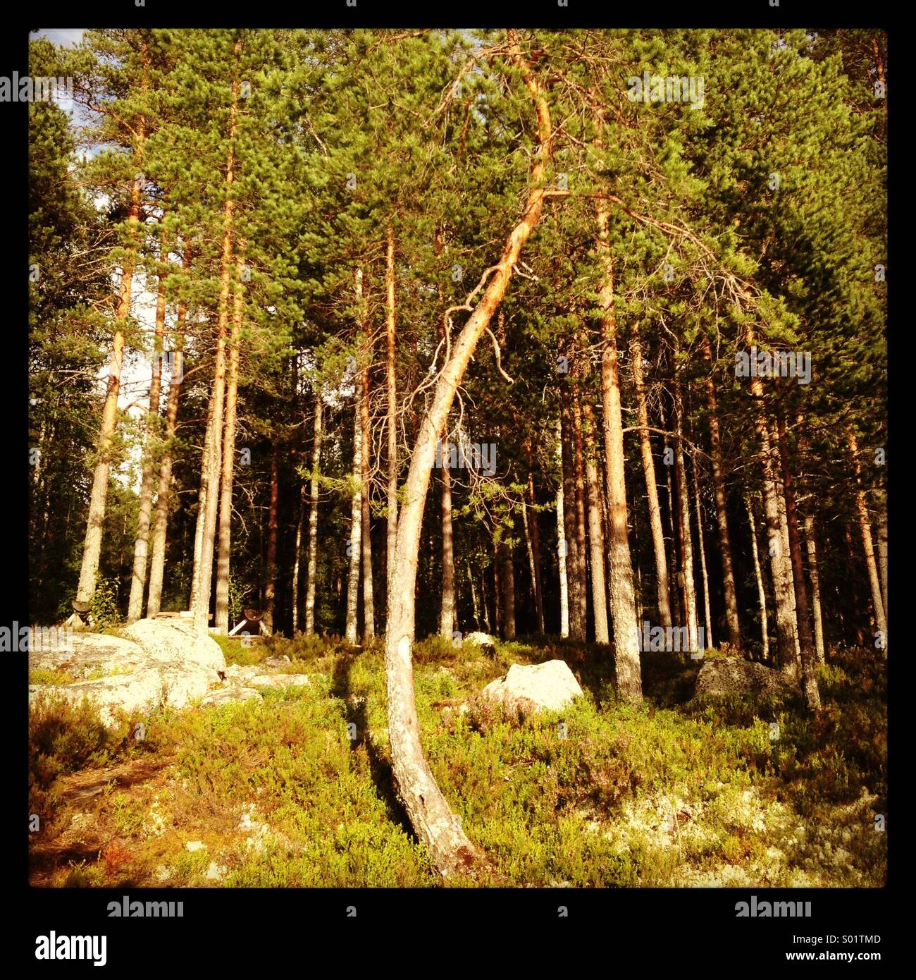 Ein seltsam gekrümmten Baum in einem dichten skandinavischen Wald Stockfoto