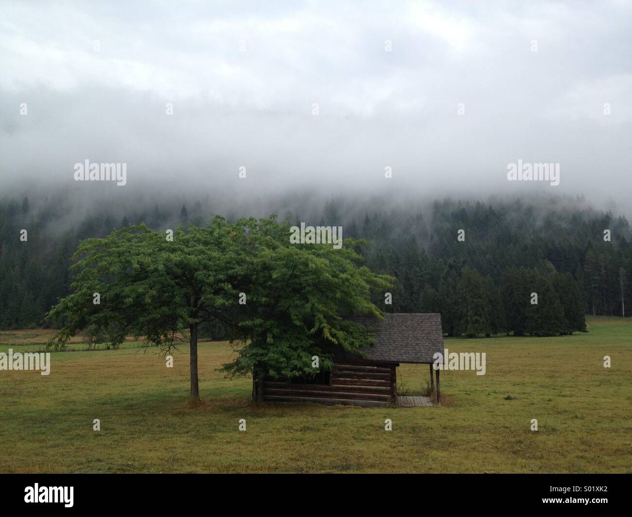 Baum und abgelegenen Hütte in einem Tal mit Nebel. Stockfoto