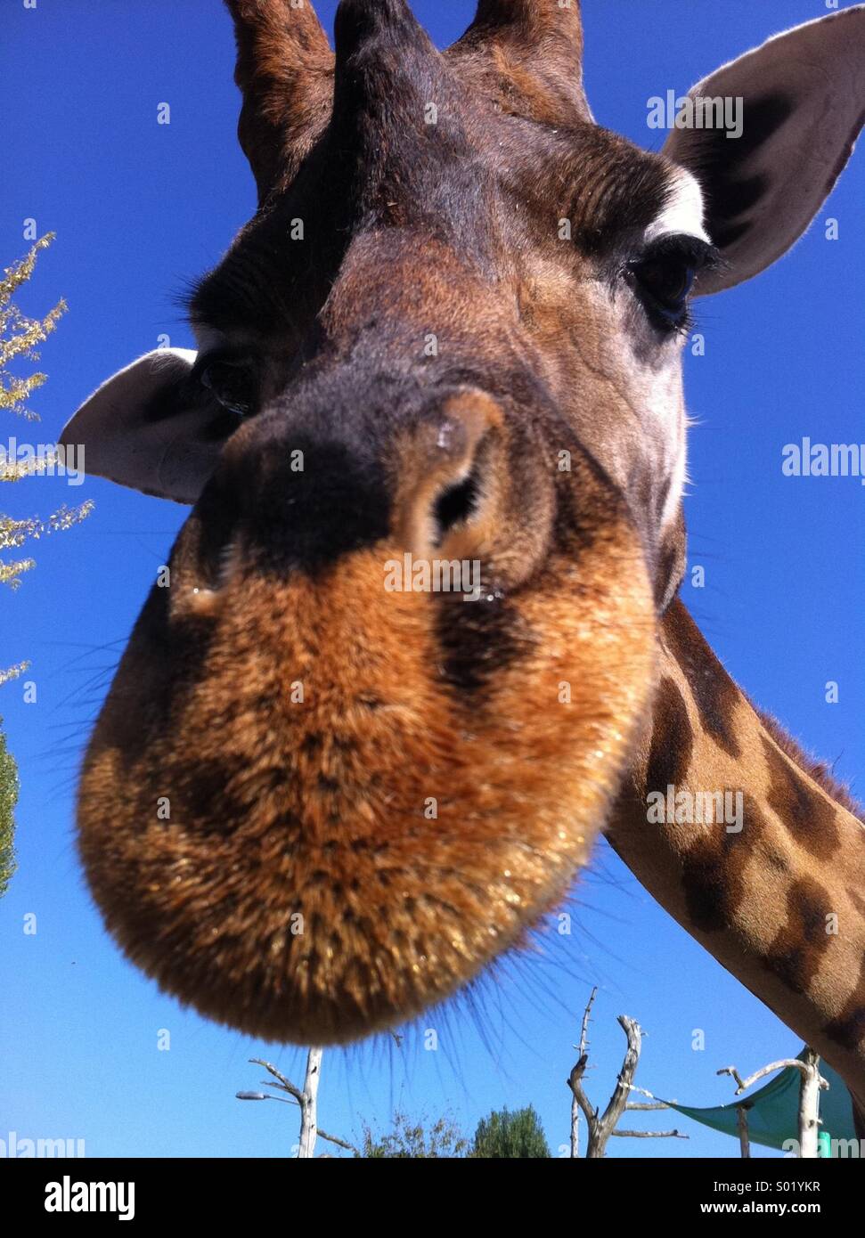 Freundliche giraffe Stockfoto