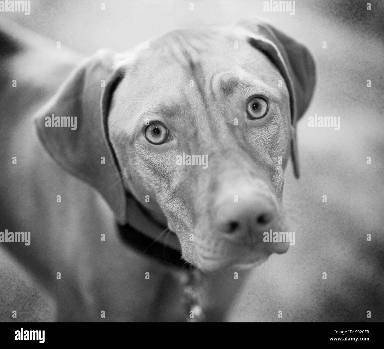 Vizsla Welpen - Smartphone-aufgenommenes Stockfoto