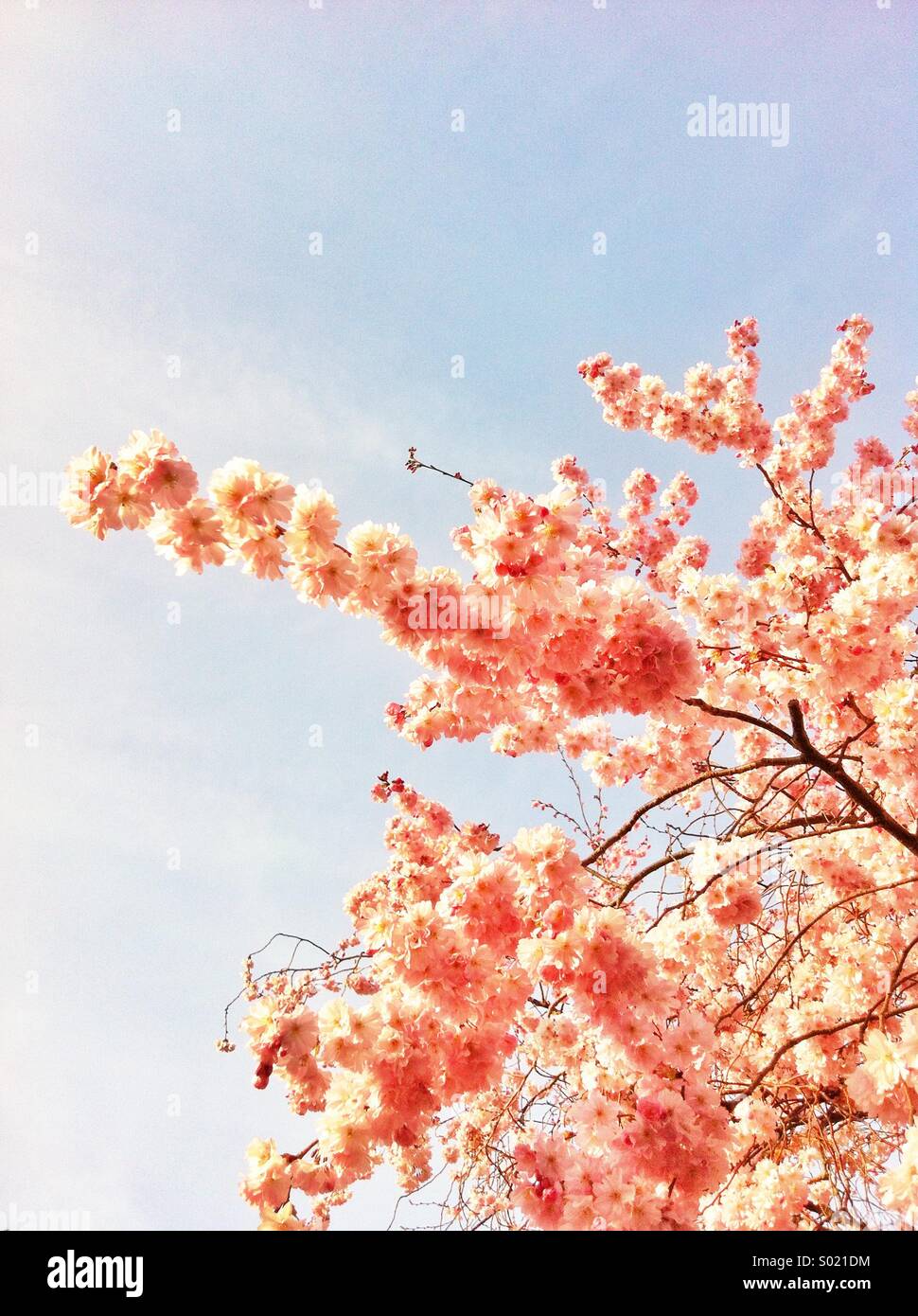 Kirschblüte-Filialen Stockfoto