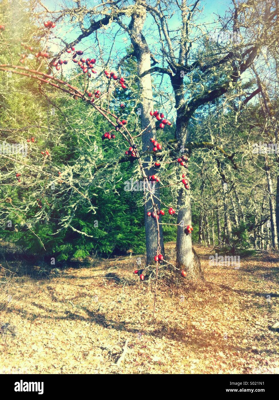 Filiale in Wäldern mit roten Beeren Stockfoto