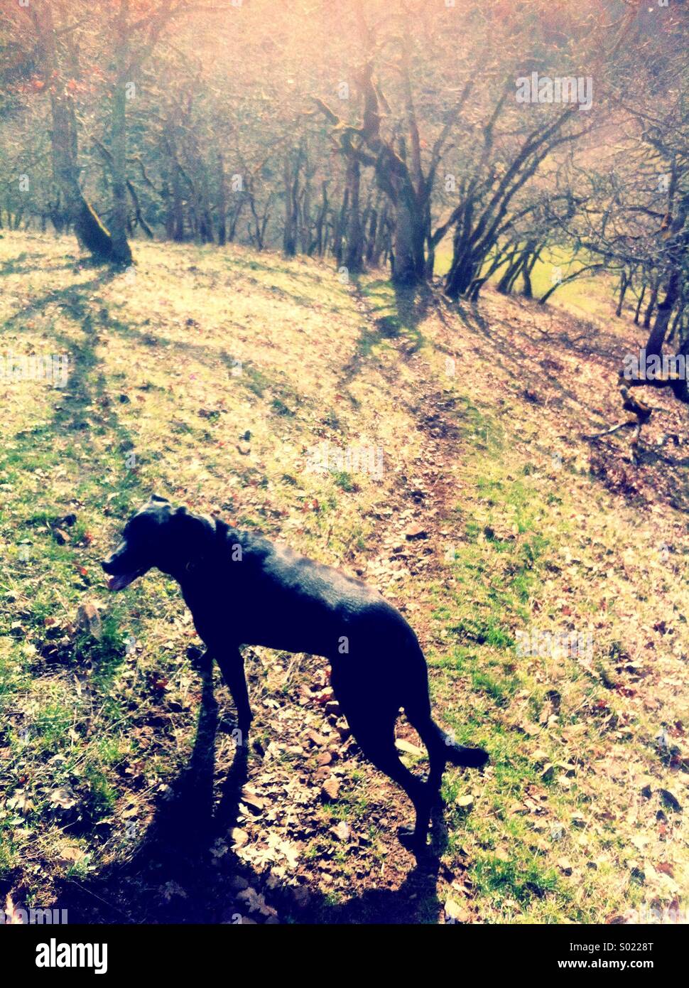 Hund auf Wanderweg in den Frühling Stockfoto
