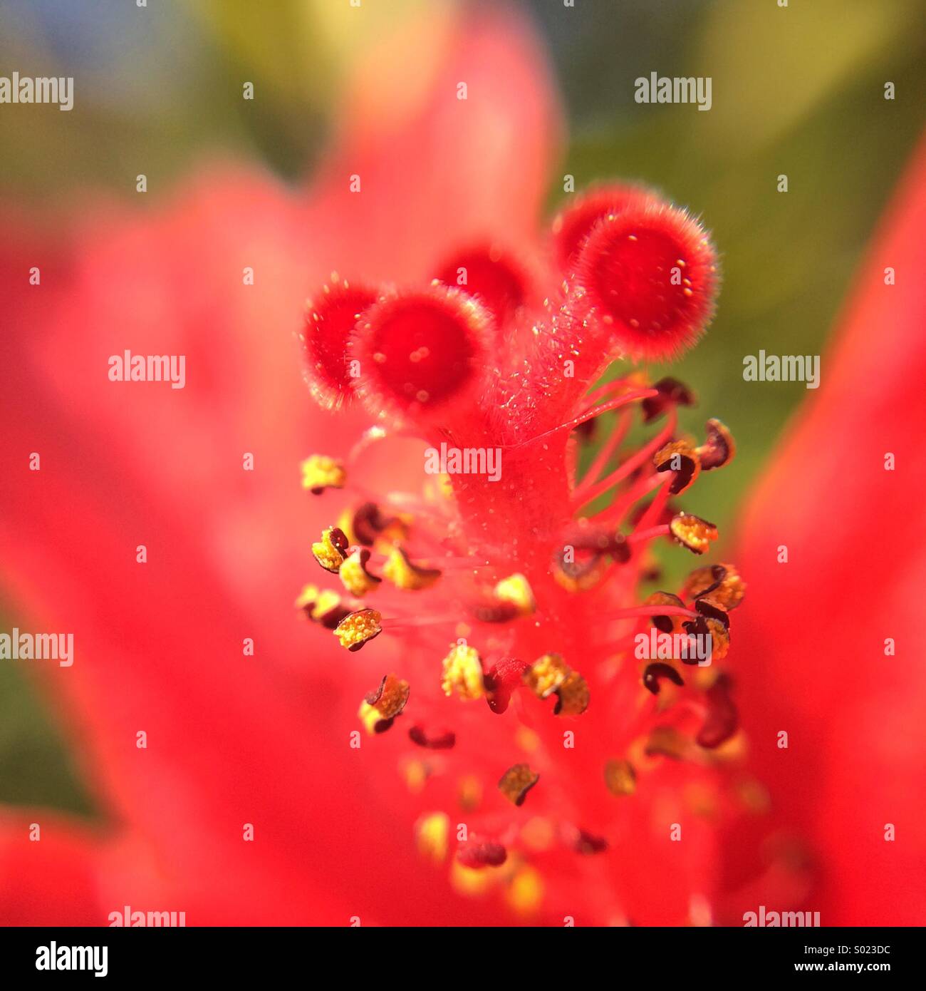Makro der Stempel einer roten Hibiskus Blume. - Smartphone-aufgenommenes Stockfoto