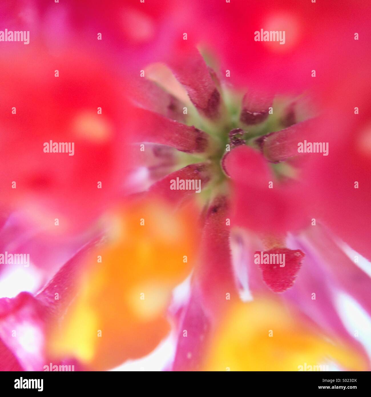 Makro von der Innenseite einer Blume aus mehreren Farben Stockfoto