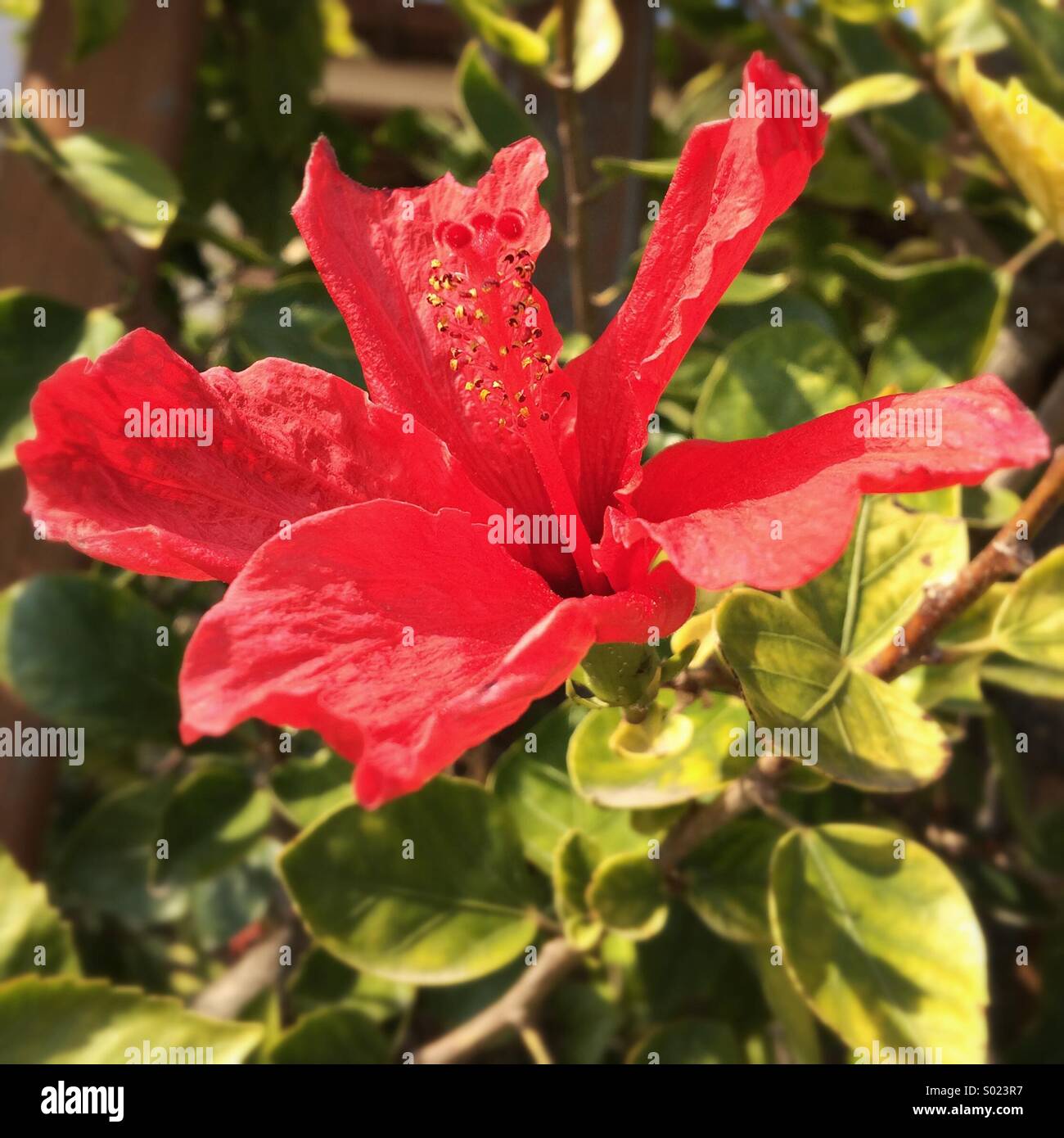 Nahaufnahme von roten Hibiskusblüte - Smartphone-aufgenommenes Stockfoto
