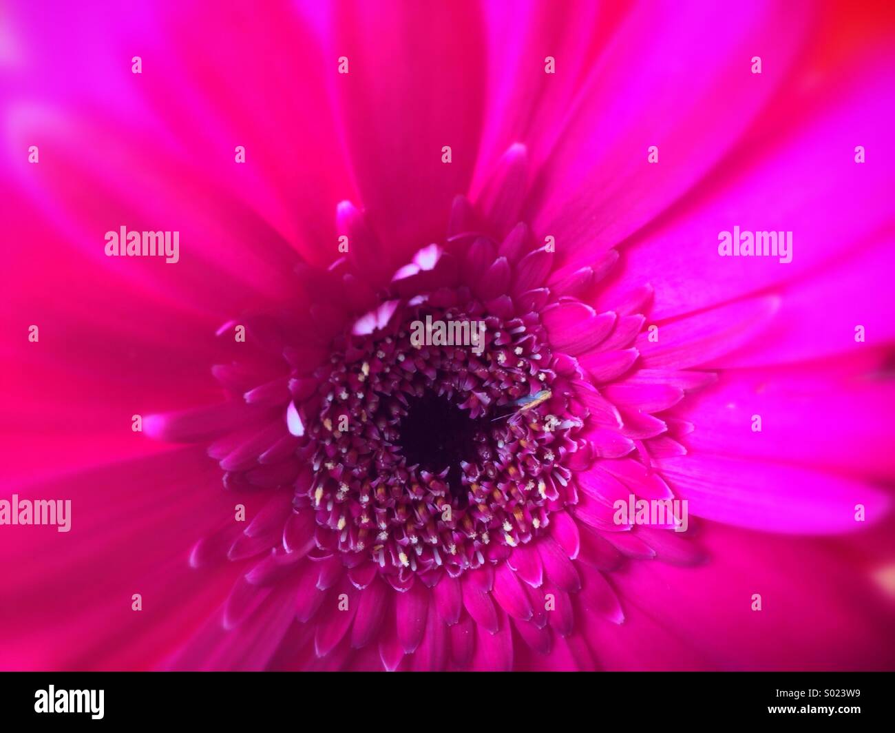 Nahaufnahme von rosa Blume Stockfoto