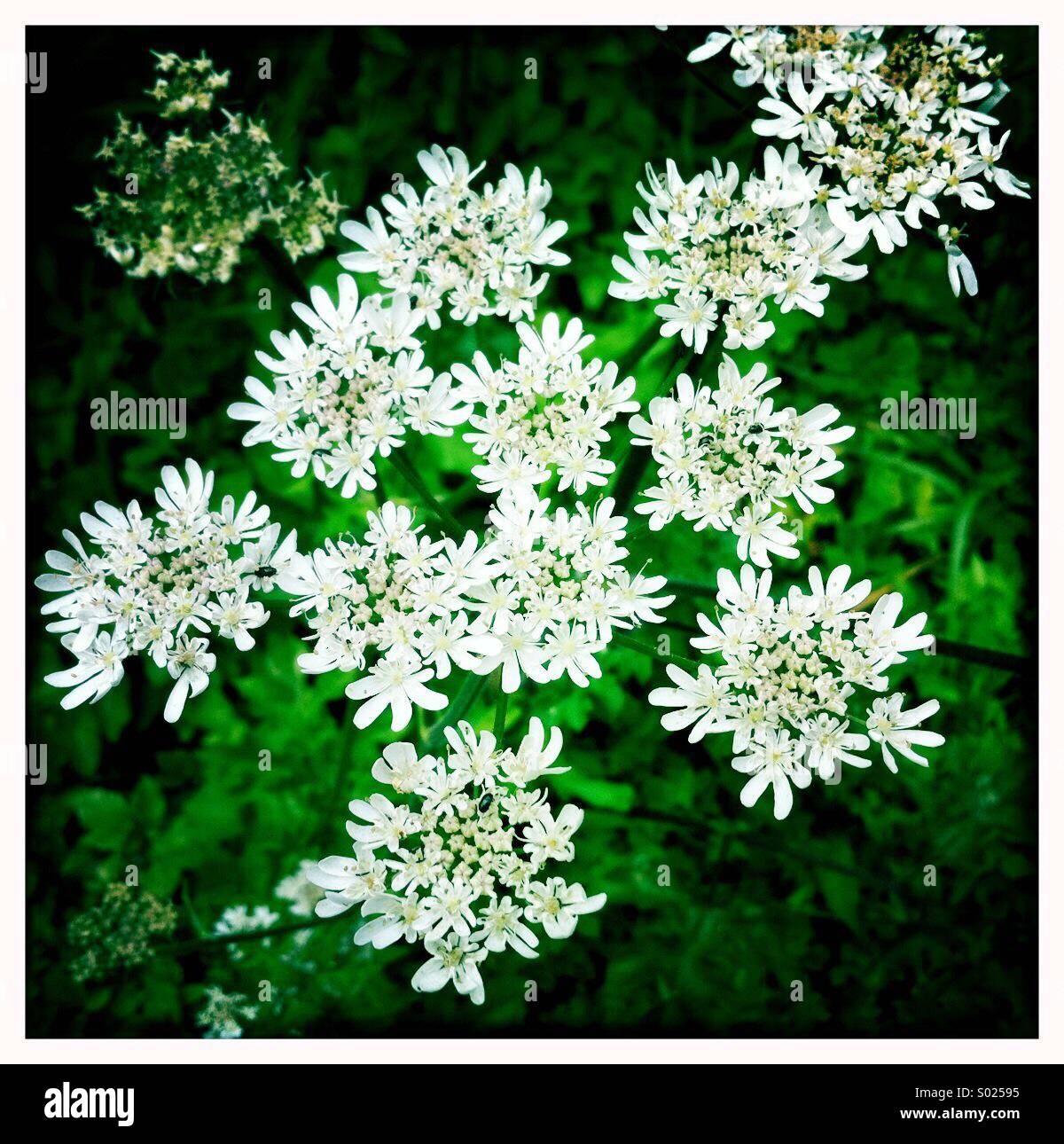 Weiße Kuh Petersilie/Queen Anne Lace Flower Stockfoto