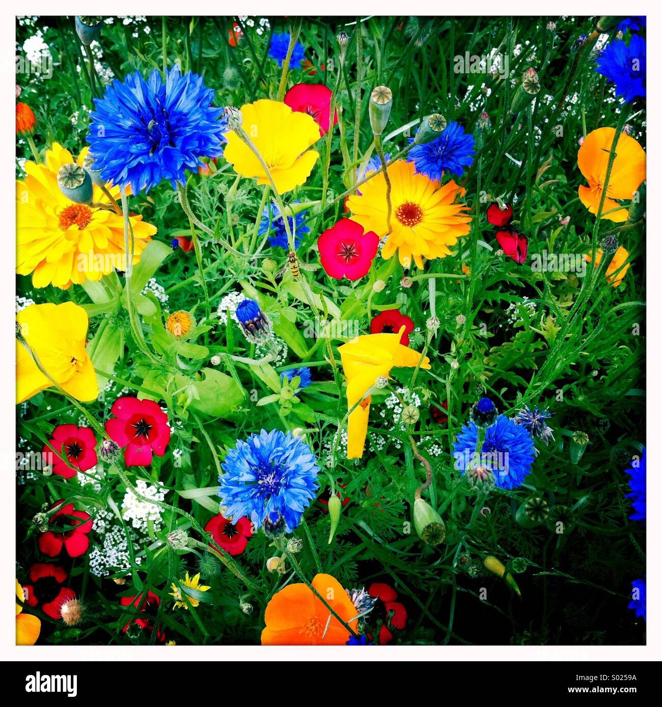 Bunte Sommerblumen Stockfoto