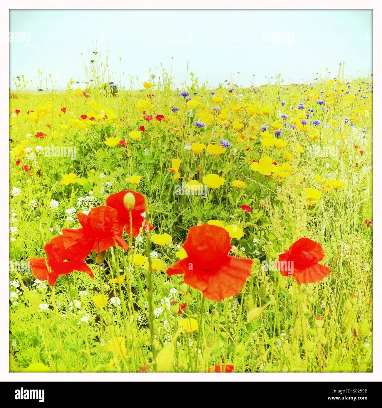 Rote Mohnblumen in Sommerwiese Stockfoto