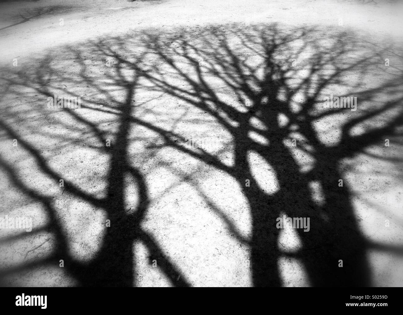 Schatten von Brashes Bäumen Schatten Stockfoto