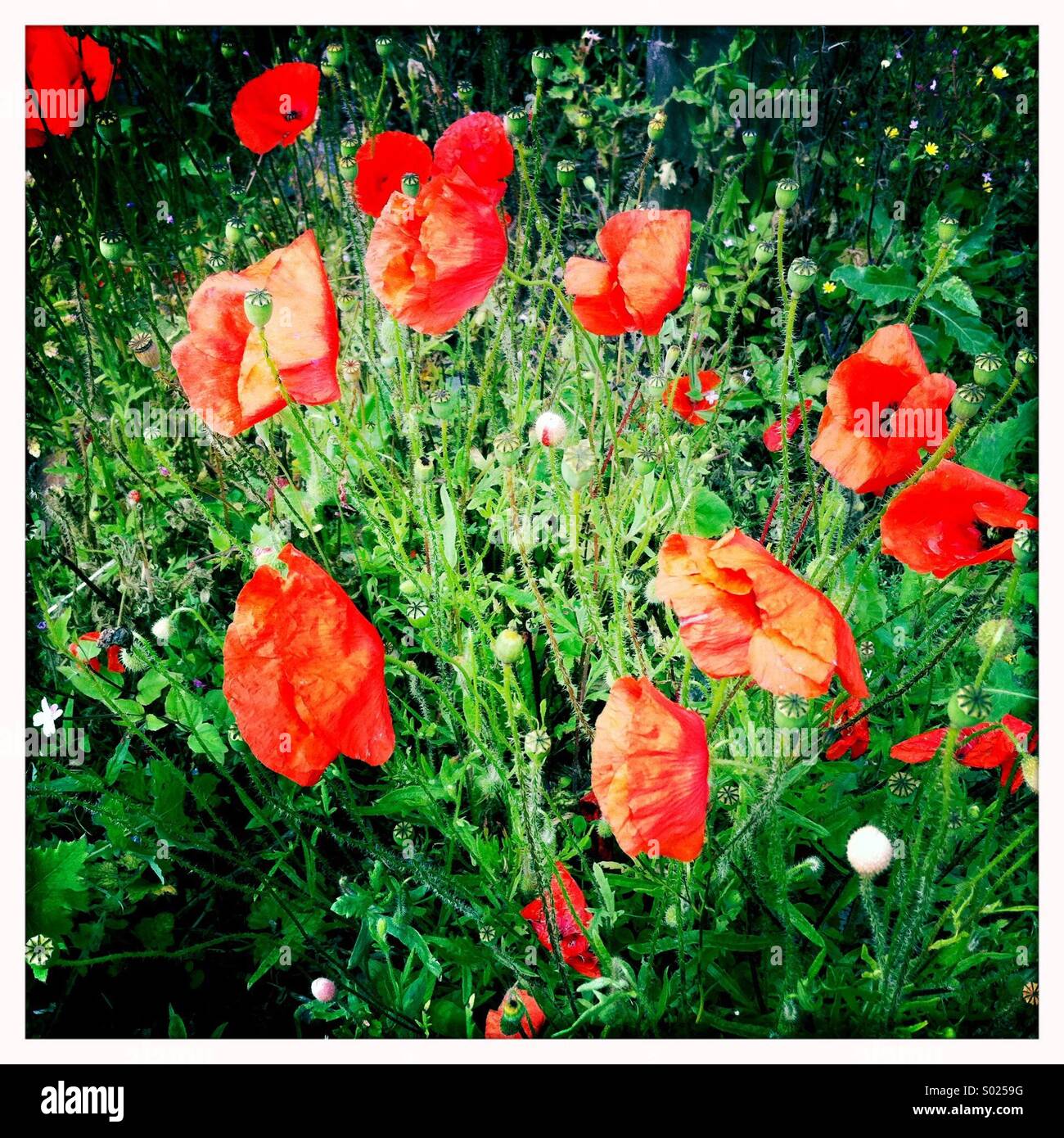 Rote Mohnblumen Stockfoto