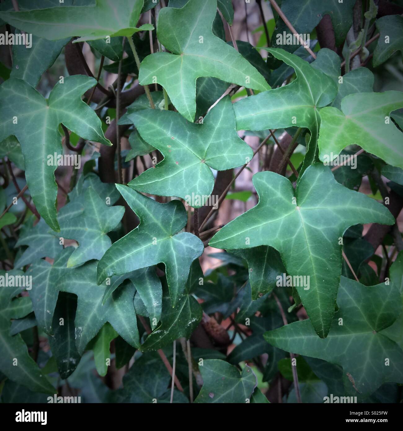 Englisch Efeu Stockfoto