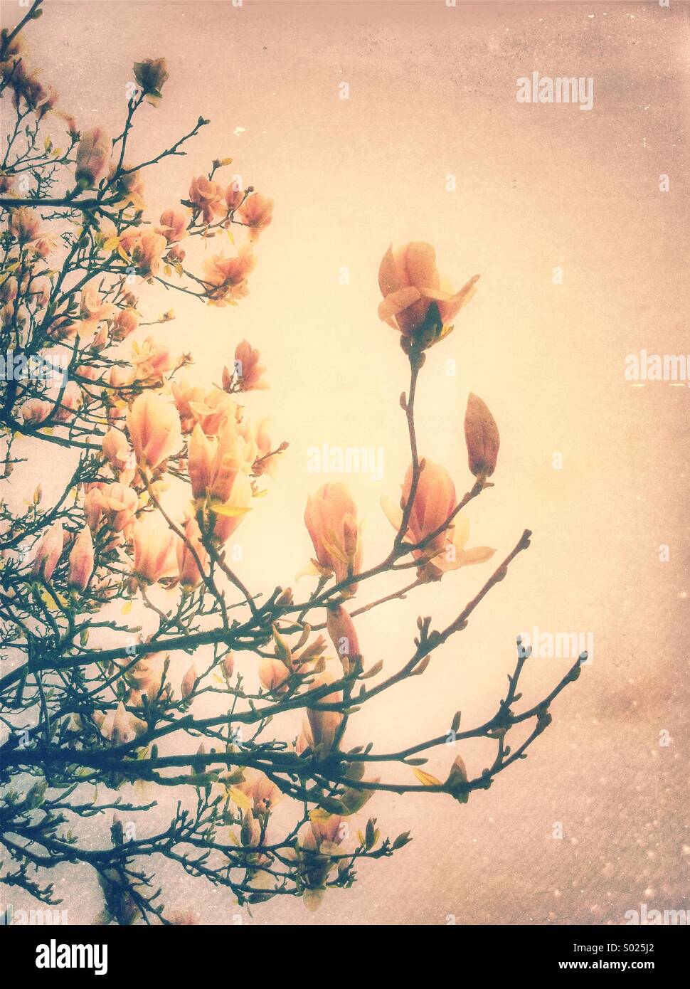 Rosa Magnolien Blumen Stockfoto