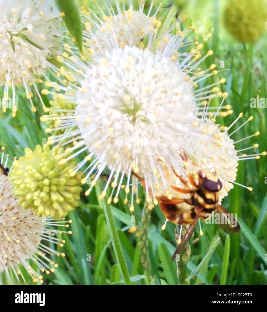 Fleißige Bienen Stockfoto