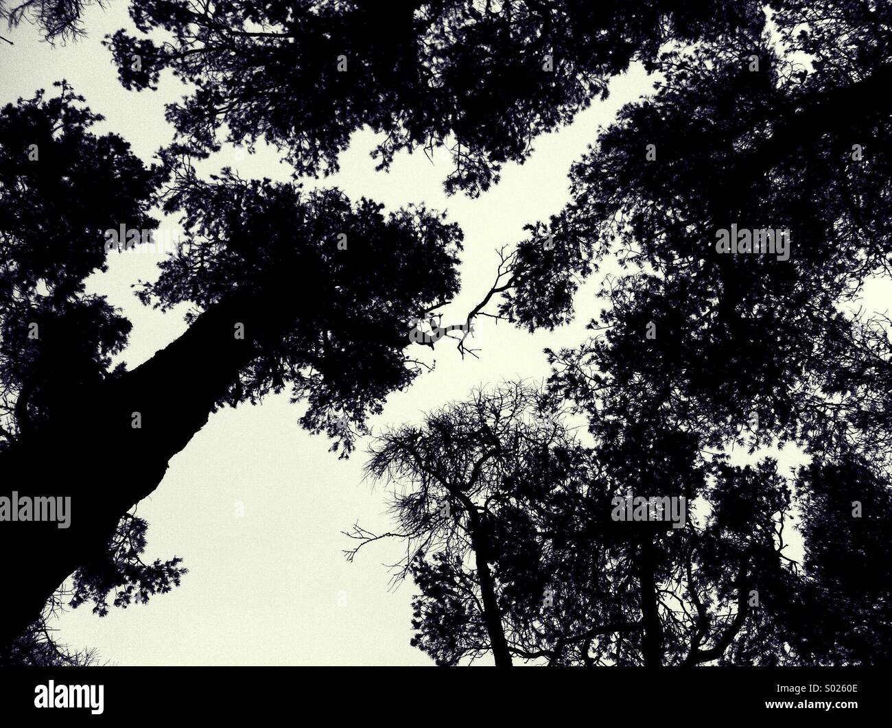 Bäume schwarz / weiß Stockfoto
