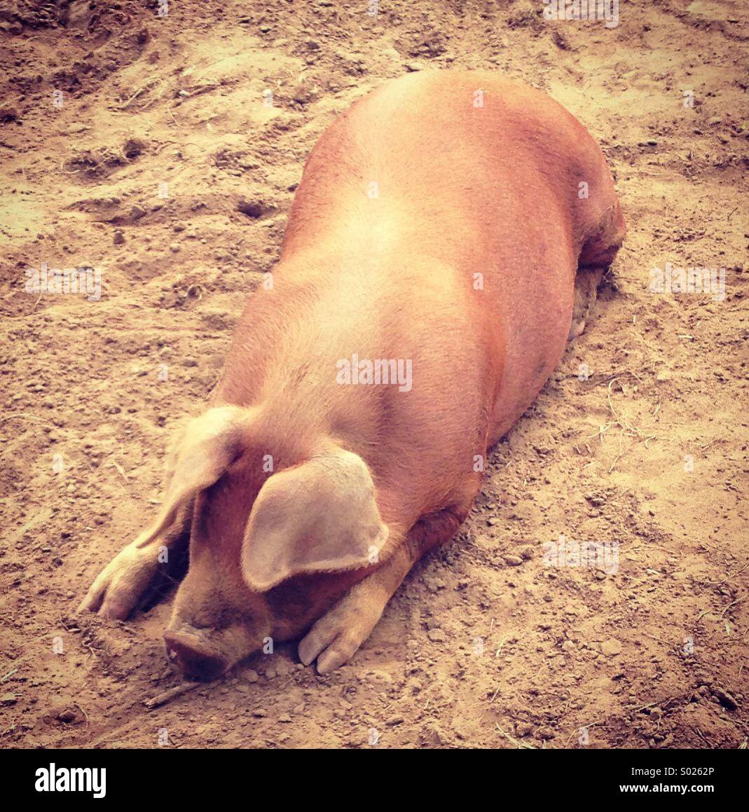 Schwein Stockfoto