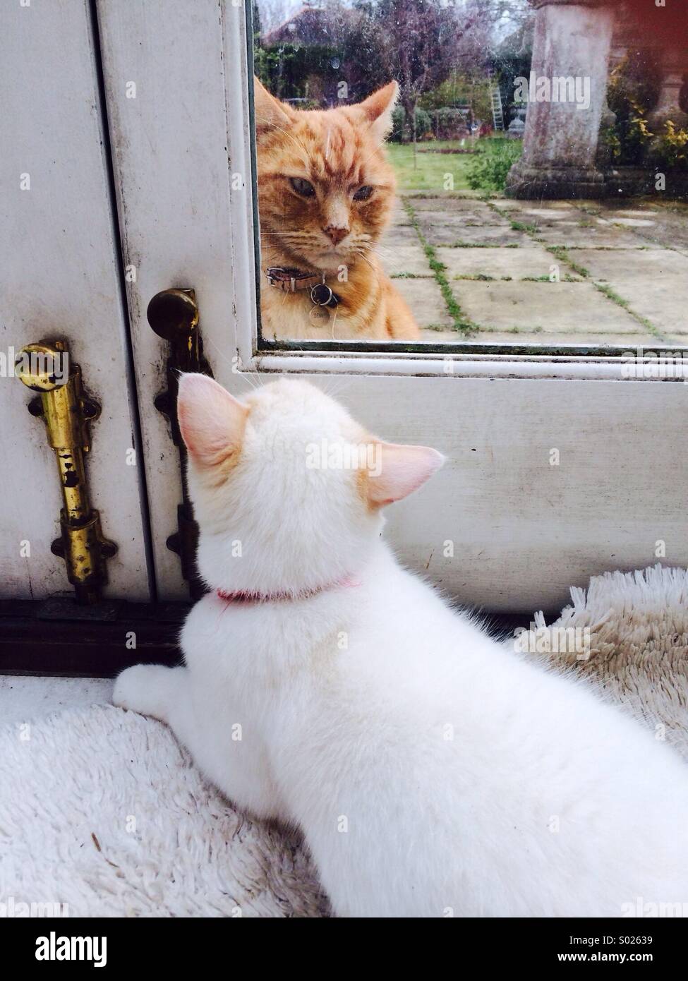 Besucher an der Tür innen außen Katze und Katze Stockfoto
