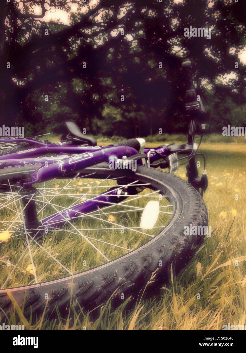 Fahrrad auf dem Rasen Stockfoto