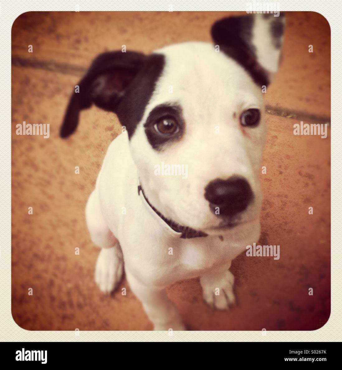 chihuahua with eye patch