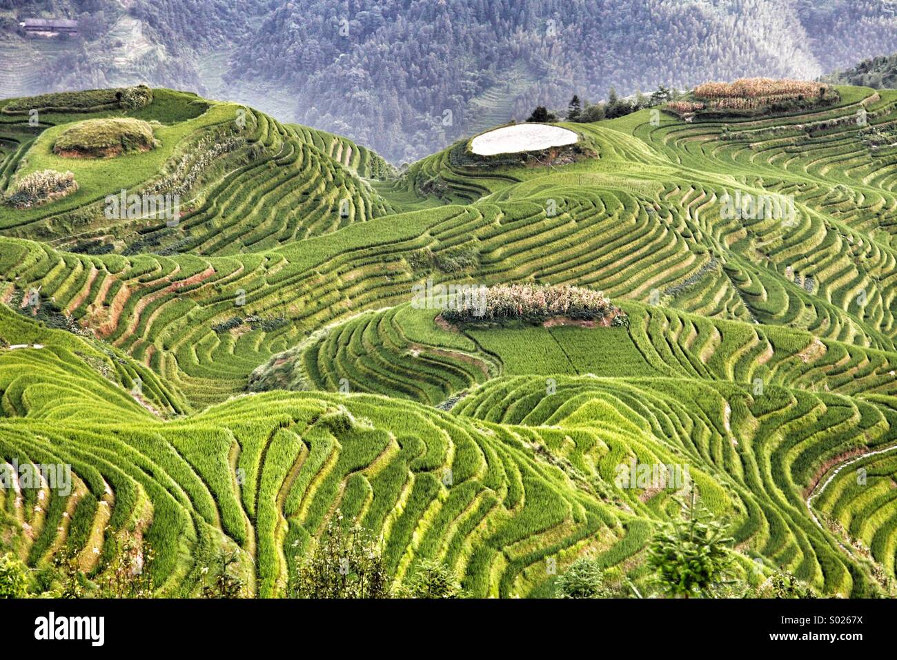 Longsheng Reis Terrasse, China Stockfoto