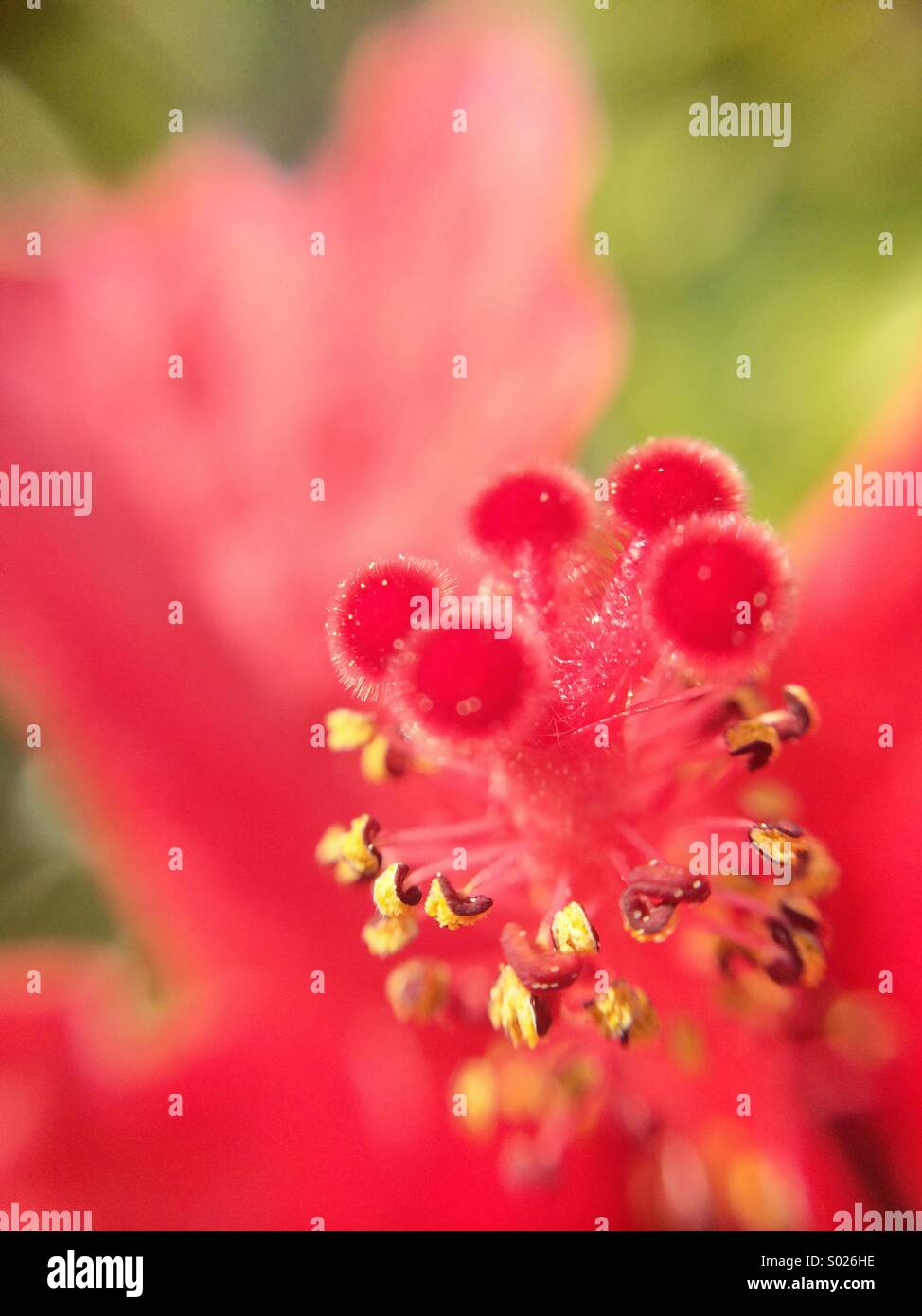 Makro von einer Hibiskusblüte. Stockfoto