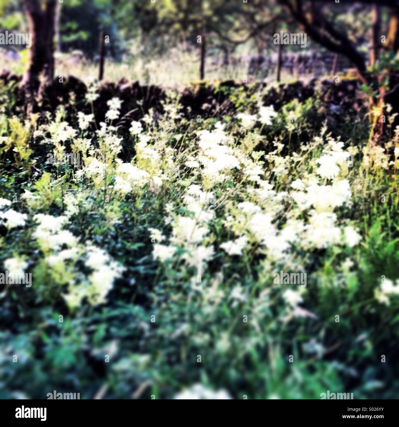 Blumen in einer Sommerwiese - Smartphone-aufgenommenes Stockfoto