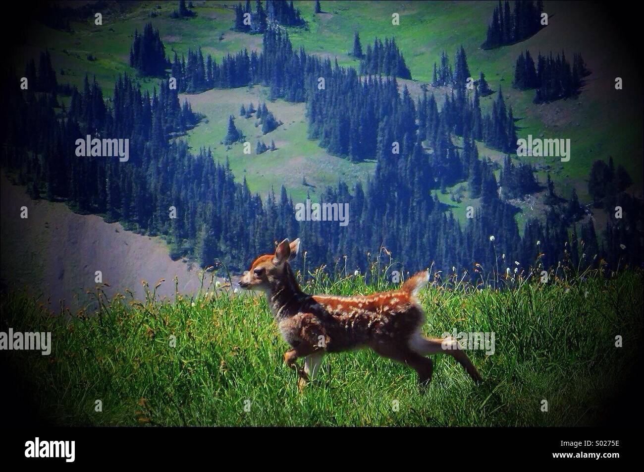 Bambi in freier Wildbahn Stockfoto
