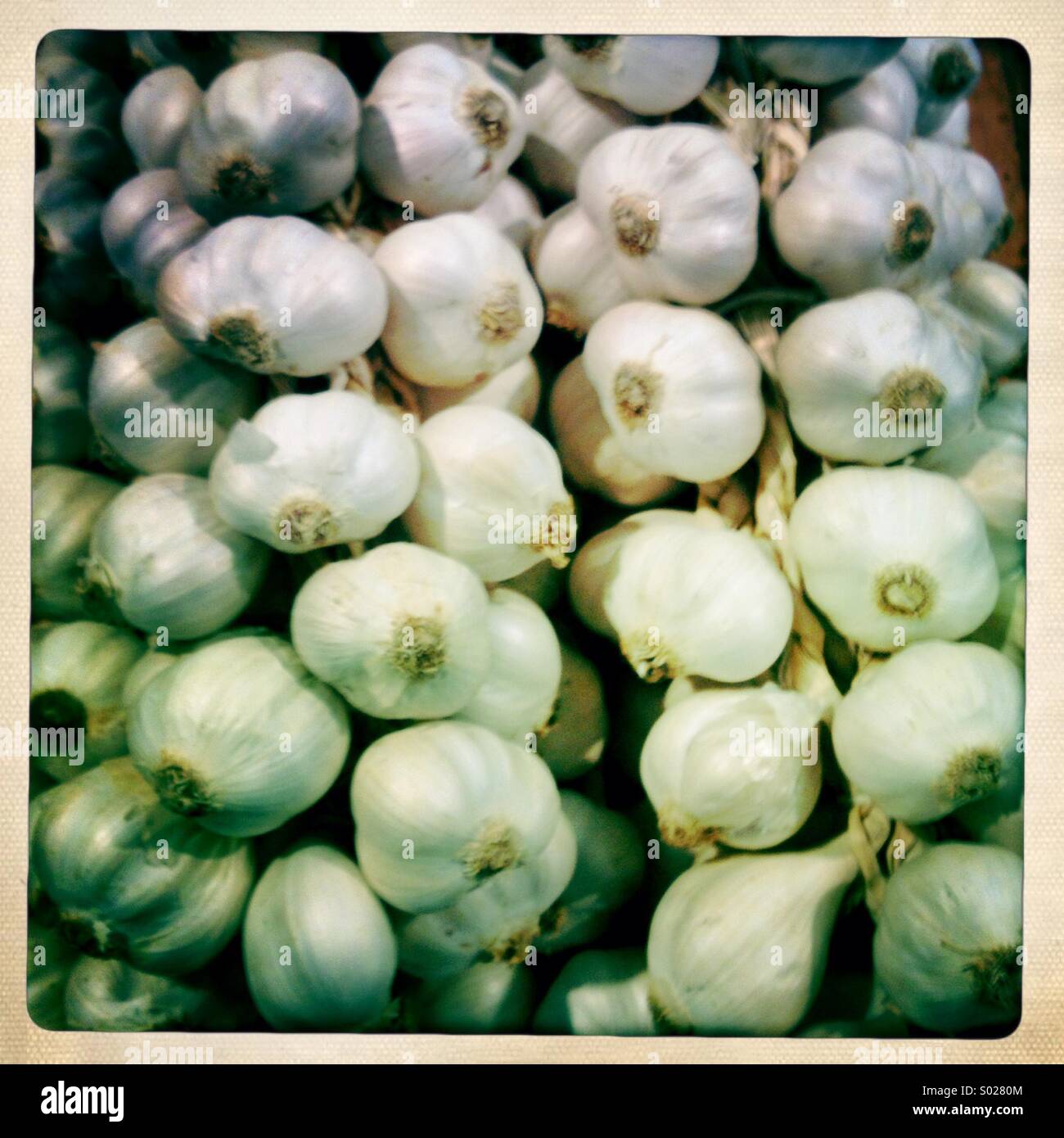 Knoblauch Zwiebeln am Marktstand Stockfoto