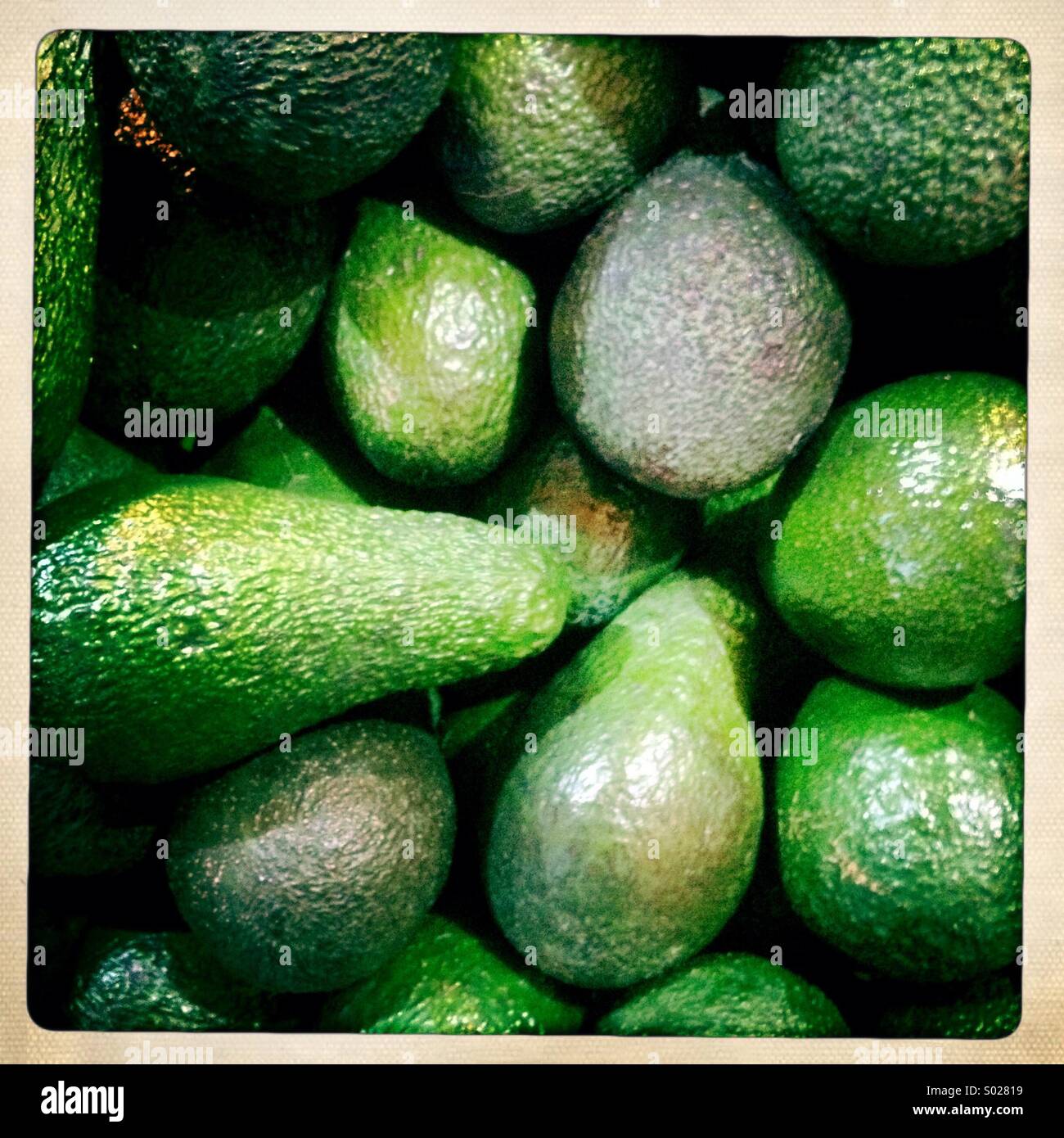 Avocados in Marktstand Stockfoto