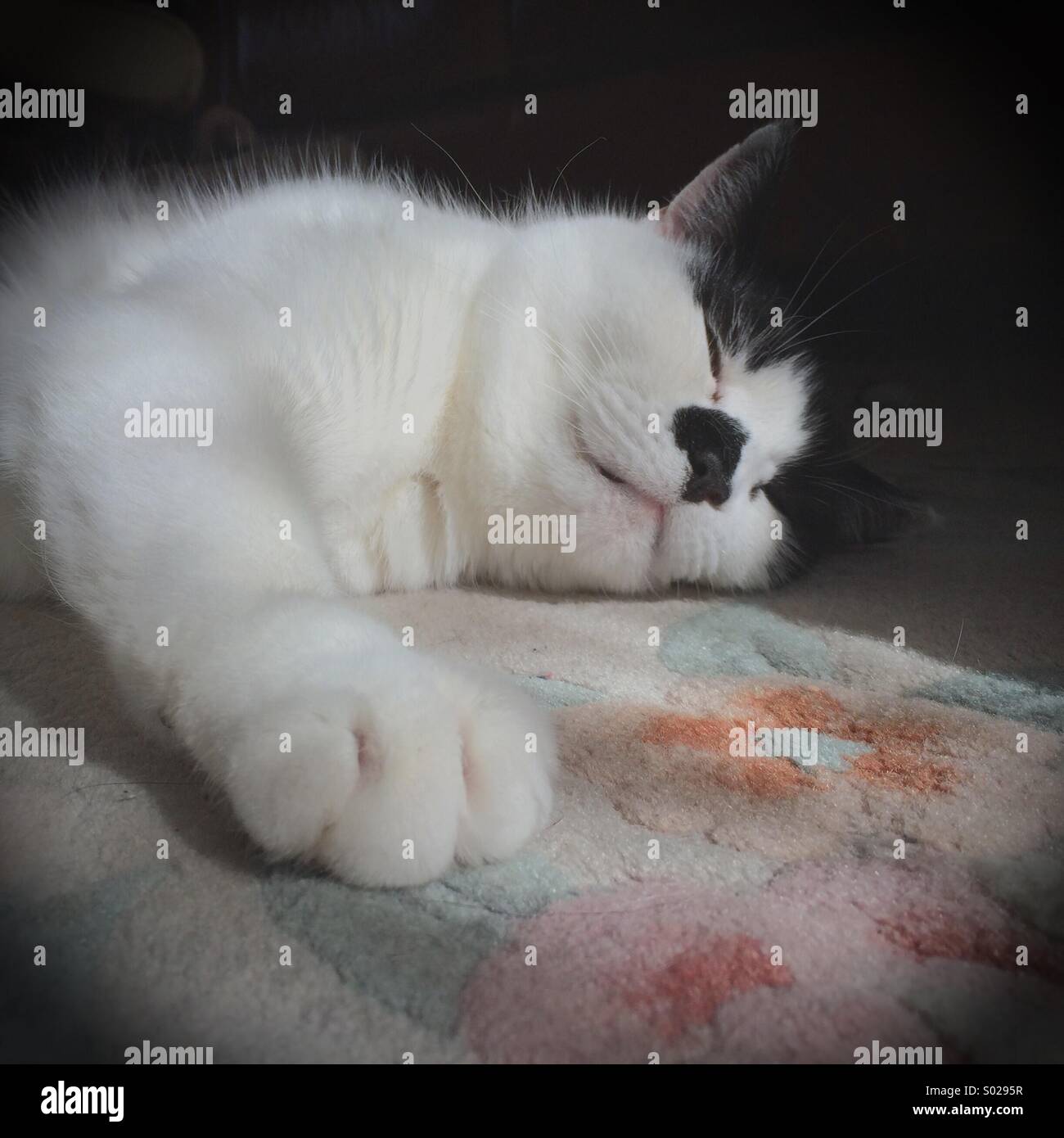 Faul flauschige schwarz-weiß Katze schläft auf einem sonnigen Flecken im Innenbereich Stockfoto