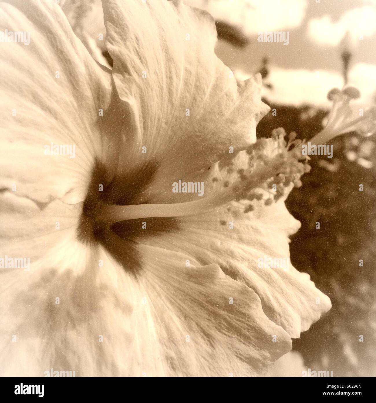 Gelber Hibiskus - Smartphone-aufgenommenes Stockfoto