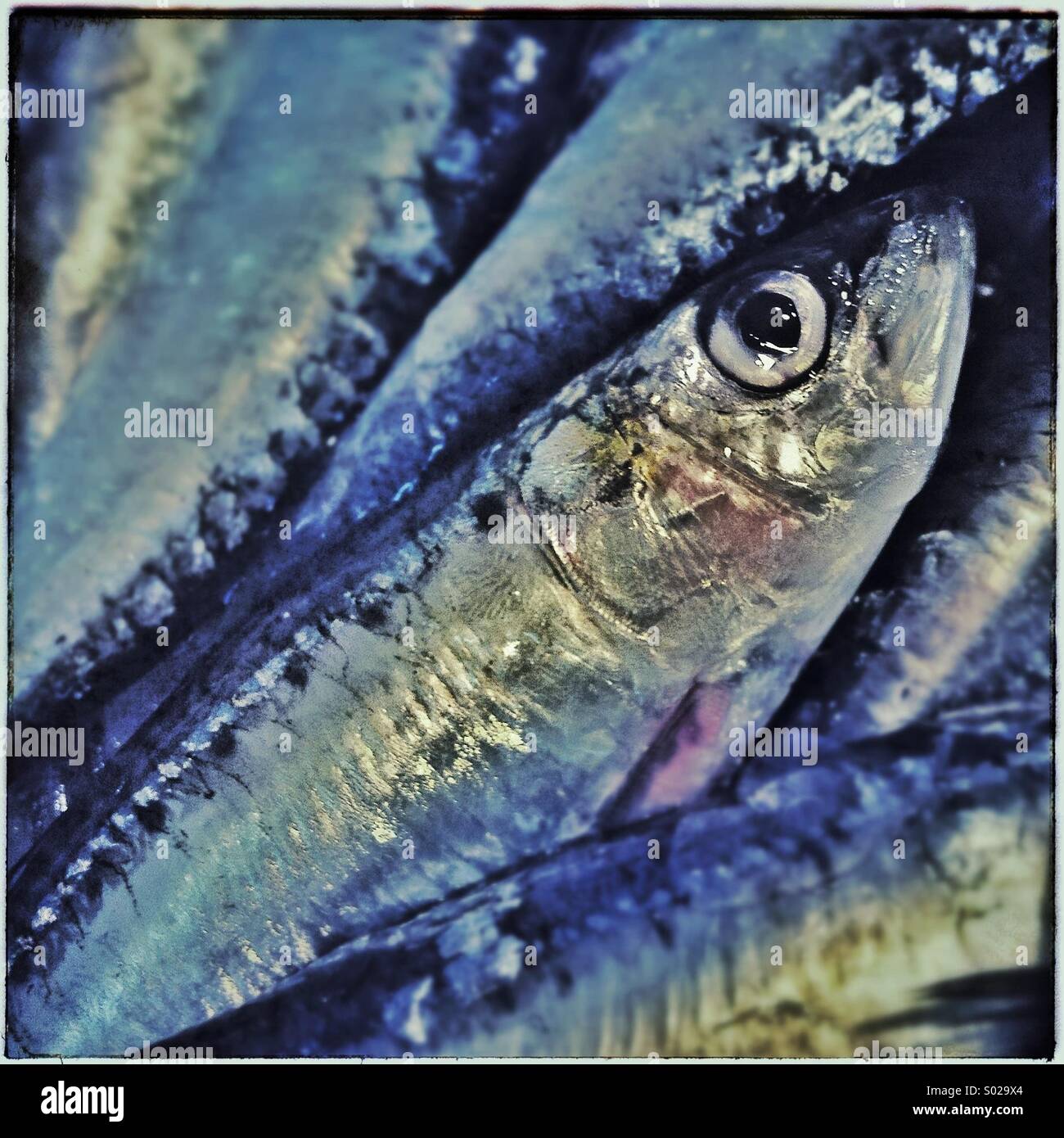 Sardine Fisch Nahaufnahme für Verkauf in einem Markt Fisch in Barcelona Stockfoto