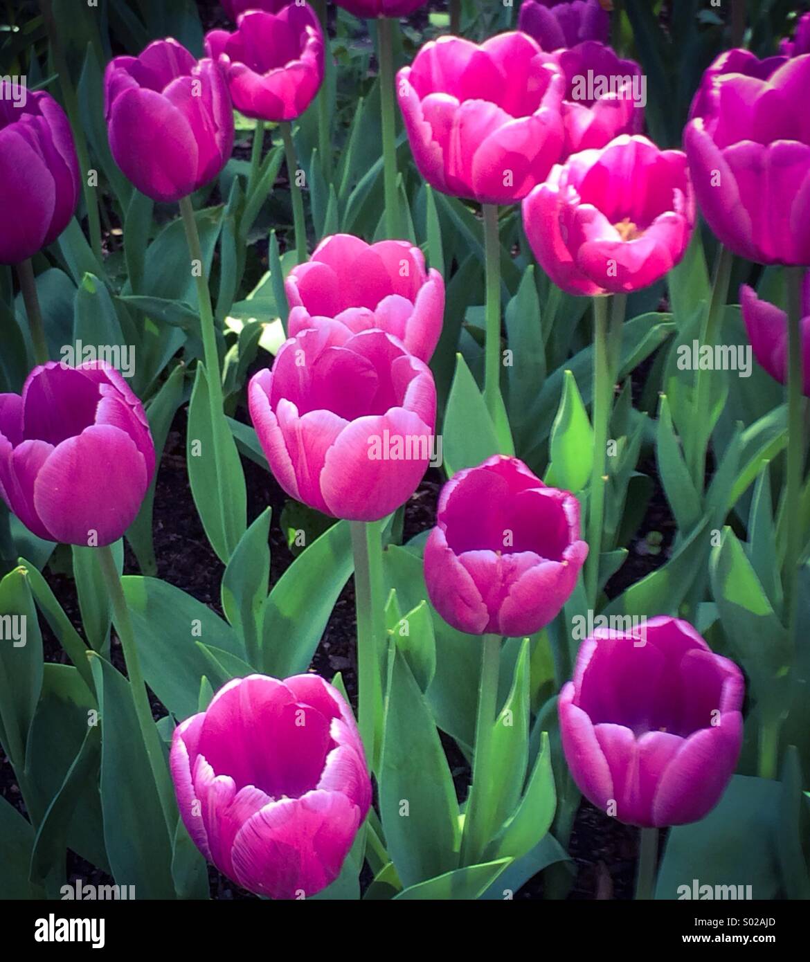 Violette Tulpen blühen Stockfoto
