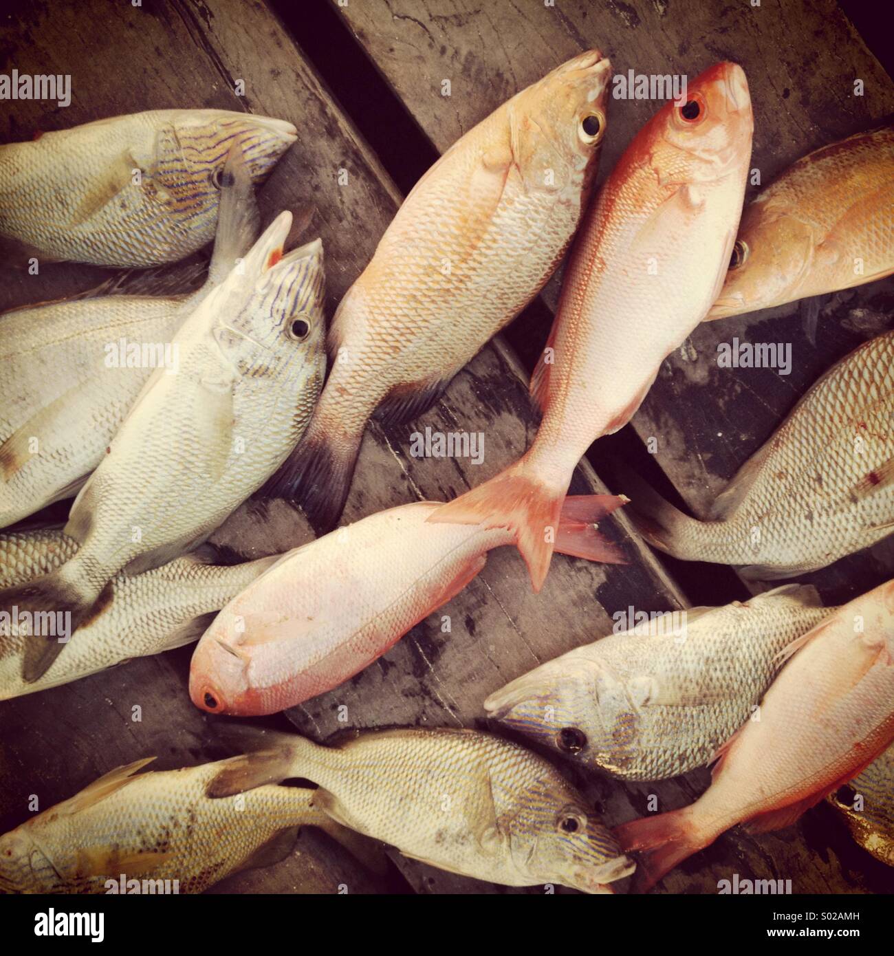 Riff-Fischen am Dock, Cancun, Mexiko Stockfoto